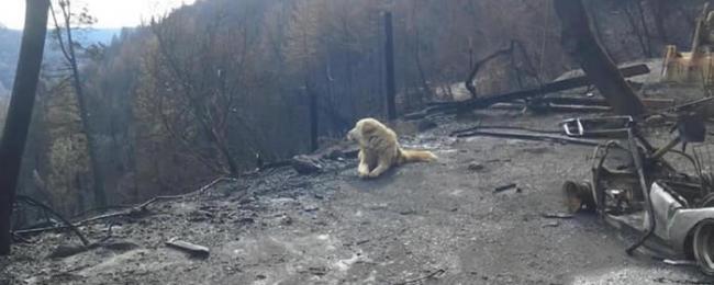 美国加州山火被迫分离 忠犬在已烧毁房子等待主人一个月
