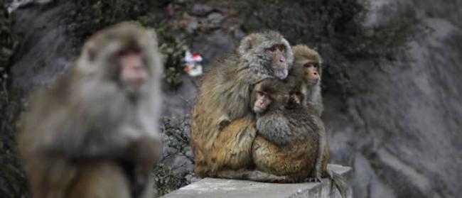 印度警方寻找从居民家里偷窃婴儿并致其死亡的猴子