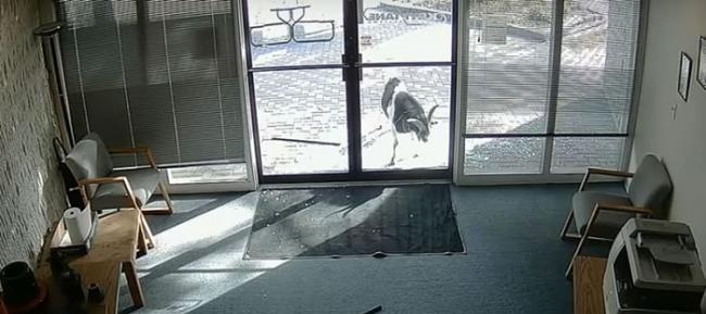 美国科罗拉多州一只成年大山羊为何用它的角撞碎玻璃门