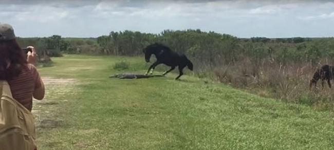 美国佛罗里达州一匹马主动攻击凶猛鳄鱼