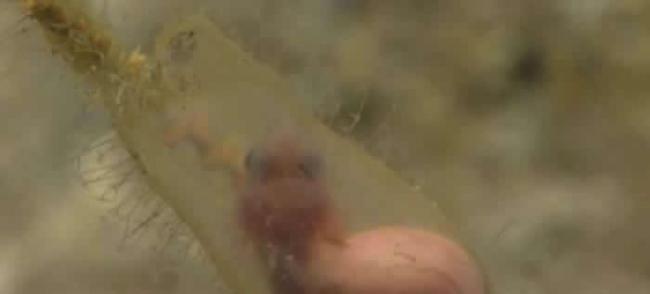 波多黎各海岸水下250米处拍摄到附着在藻类上的活鲨鱼胚胎