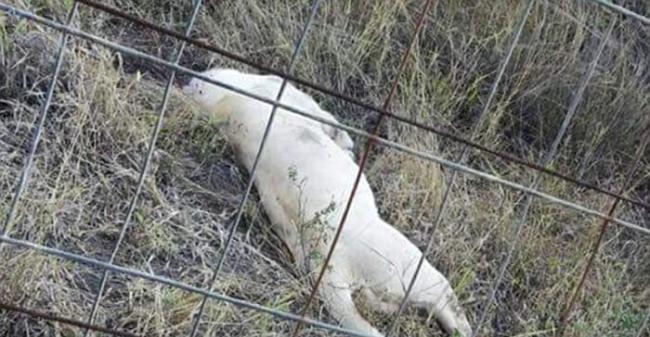猎人毒杀南非白狮 斩首砍爪疑作巫术