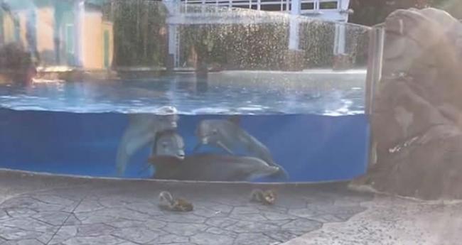 美国佛州主题乐园“海洋世界”4条海豚被玻璃水箱外两只小松鼠吸引