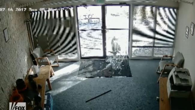美国科罗拉多州一只成年大山羊为何用它的角撞碎玻璃门