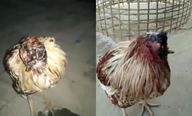 泰国叻丕府寺庙“无头鸡”苦撑9天后细菌感染死亡