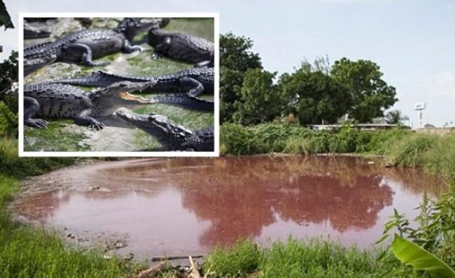 墨西哥屠宰场乱倾猪血惹来300条鳄鱼 居民恐成猎物
