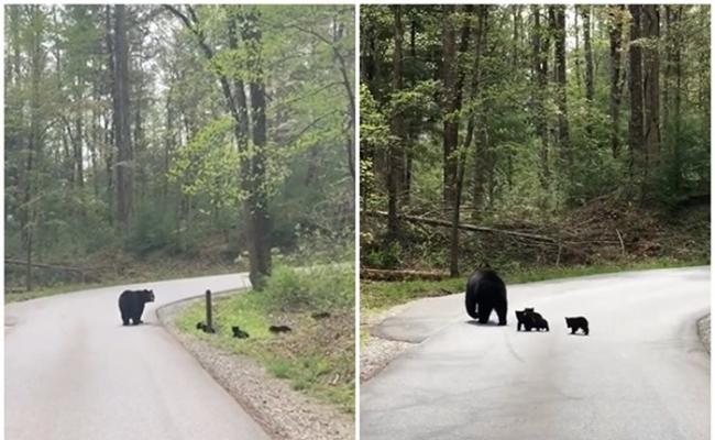 美国大烟山国家公园黑熊妈妈过马路 后面跟着4个“黑碳”