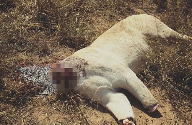 猎人毒杀南非白狮 斩首砍爪疑作巫术