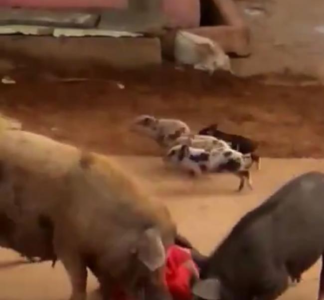 印度安得拉邦妇人在街上被两只猪猛烈攻击