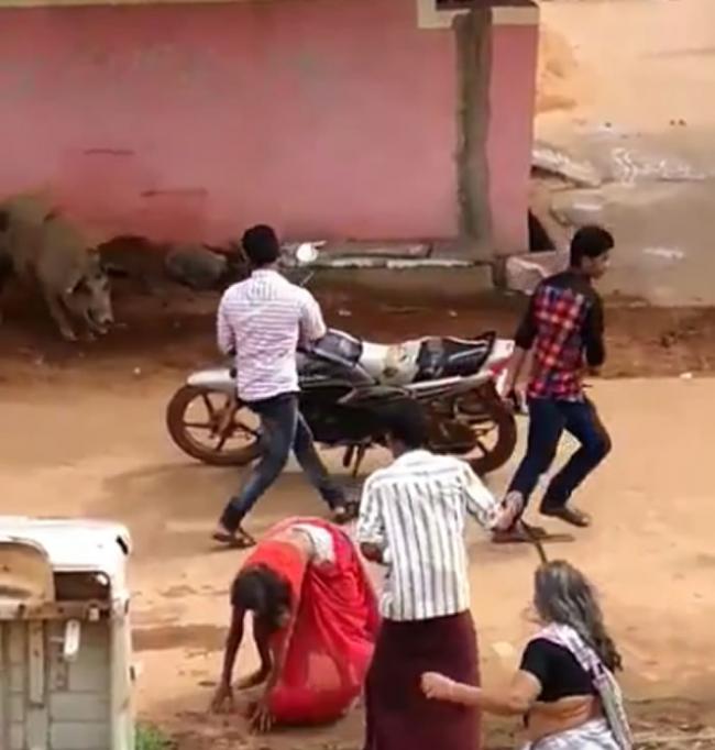 印度安得拉邦妇人在街上被两只猪猛烈攻击