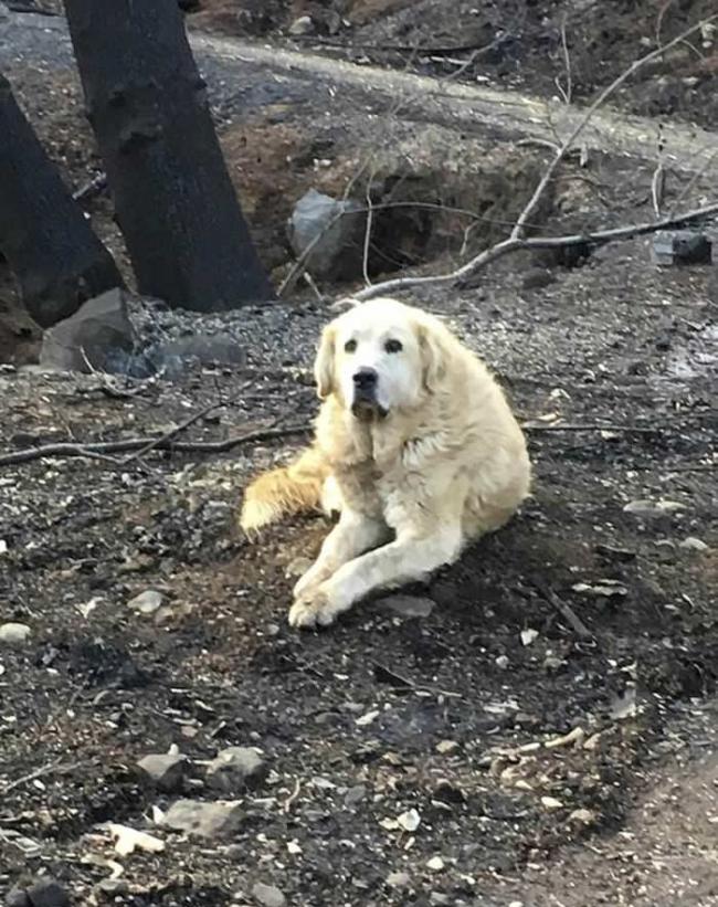 美国加州山火被迫分离 忠犬在已烧毁房子等待主人一个月