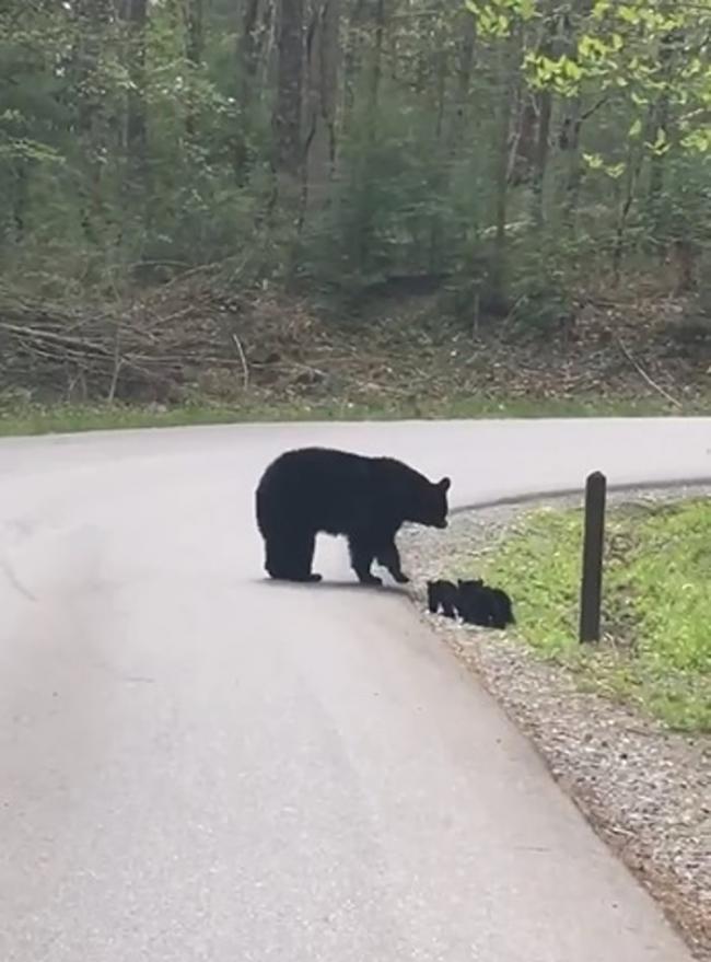 美国大烟山国家公园黑熊妈妈过马路 后面跟着4个“黑碳”