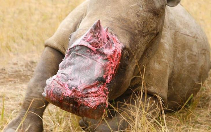 被盗猎者锯去犀角的母犀牛，移植大象皮治疗伤口。