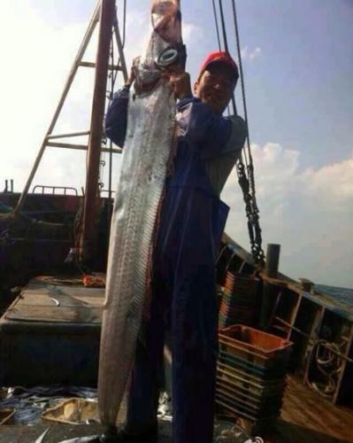 东海海域捕获一条长234厘米超大带鱼
