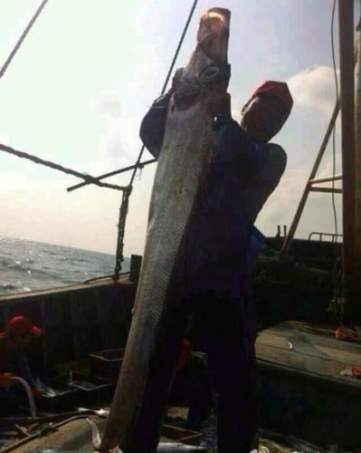 东海海域捕获一条长234厘米超大带鱼