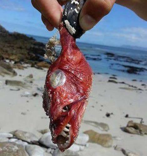 南非开普敦附近海边发现恐怖“魔鬼鱼”尸体
