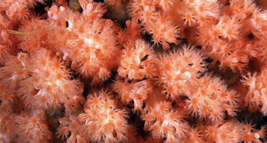 软体珊瑚
