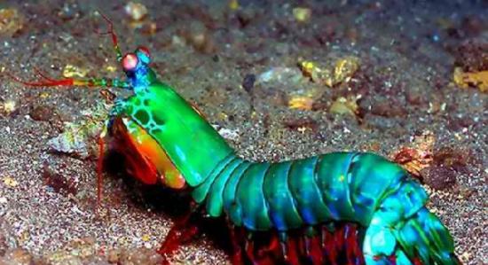 螳螂虾的眼睛里有12种不同类型的感受器