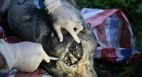 专家对死亡野生大熊猫进行解剖鉴定