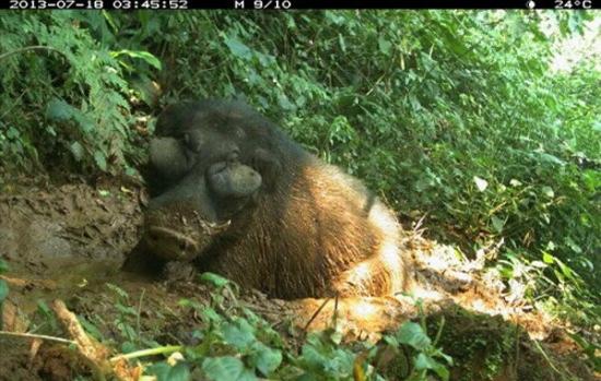 乌干达发现世界上最大的野猪――“森林巨猪”