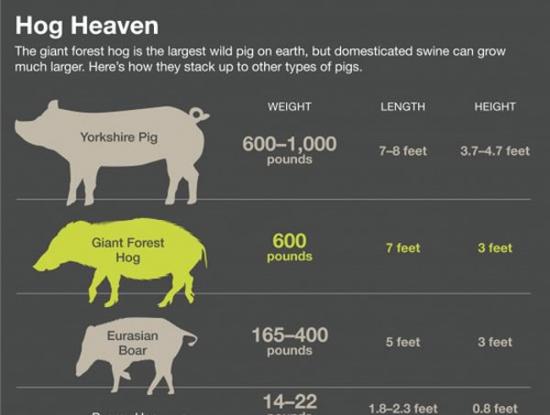 该图是不同物种猪体重和体长标准，从上至下分别是：人工饲养的约克猪；森林巨猪；欧亚野猪；侏儒野猪