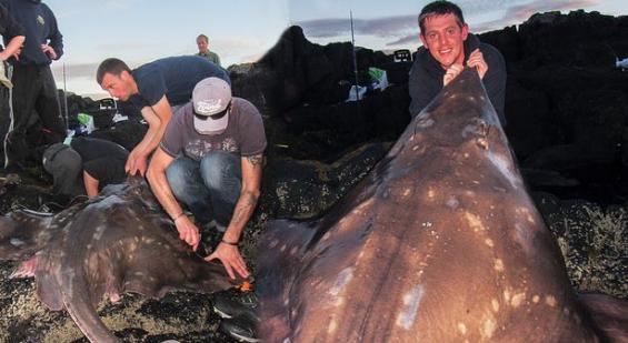 英国捕鱼者在斯凯岛沿岸捕获188斤重巨型鳐鱼
