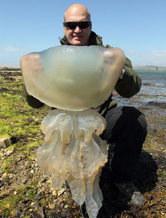 超大型水母进攻英国波特兰岛沙滩