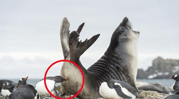 南极一只象海豹“误闯”企鹅领地被狠戳屁股