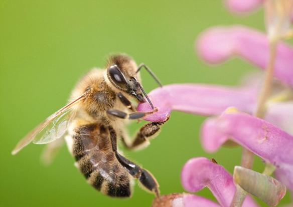 蜂喜爱的宿主植物的流失可能是与蜂衰退有关的一个关键因素