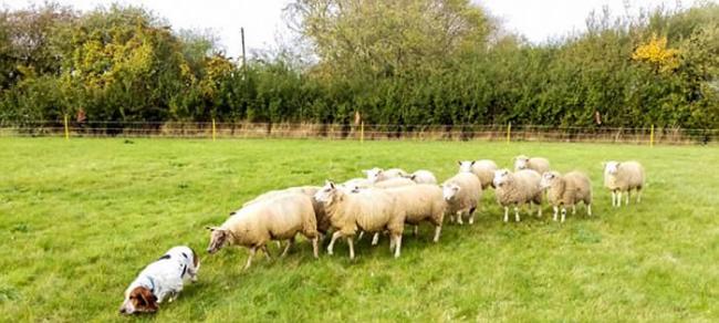 英国巴吉度猎犬在家中后园散步 羊群列队尾随
