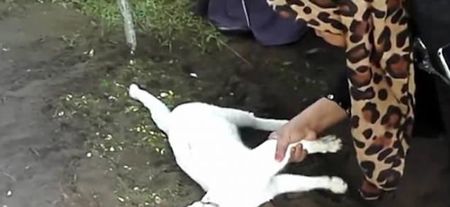 马来西亚可立邦灵性白猫趴老翁墓地不愿走