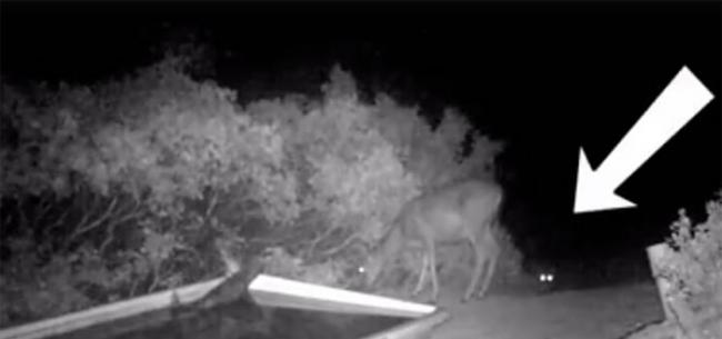 美国加州野生动物爱好者利用相机陷阱拍摄到罕见一幕：山狮扑倒一头鹿