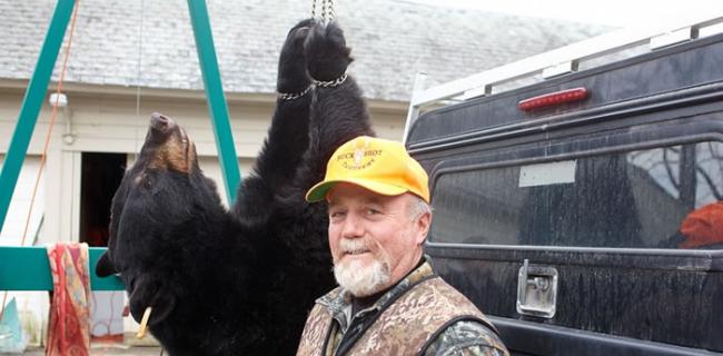 美国新泽西州将展开“猎熊季” 官方网站竟允许猎人捕杀带子母熊