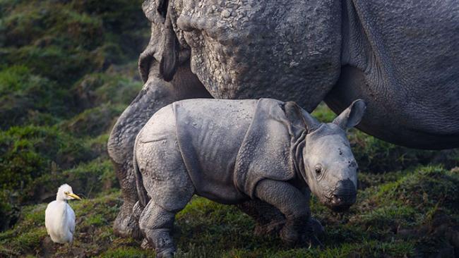 印度加济兰加国家公园为保护野生犀牛可射杀疑似盗猎者