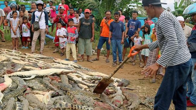 印度尼西亚索龙市居民屠杀292条鳄鱼为当地男子报仇
