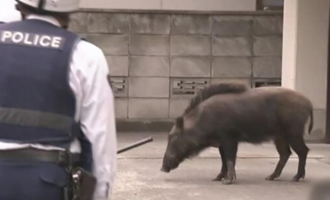 野猪与警员对峙。