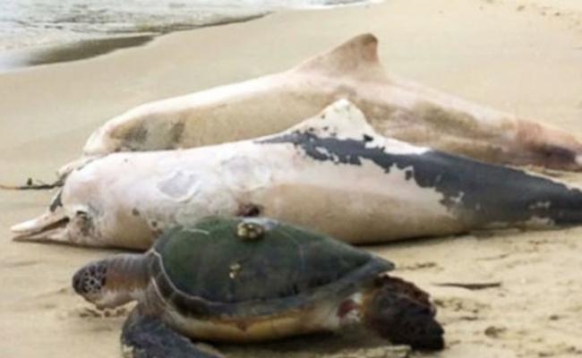巴西里约热内卢40日内有近200条海豚死亡