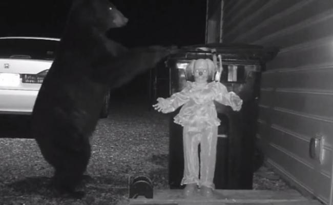 黑熊拉动垃圾桶，就被玩具小丑的声响吓得掉头走。