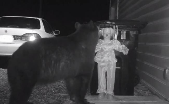 黑熊在住宅后院徘徊，嗅闻玩具小丑。