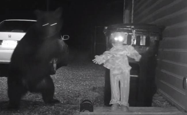黑熊攀上垃圾桶想找食物。