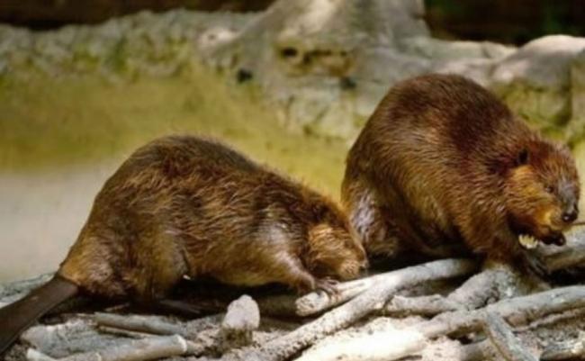 阿根廷火地岛省当局，计划彻底消灭北美河狸。