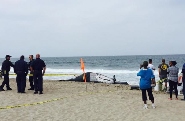 美国加州22吨座头鲸陈尸沙滩飘腐臭 国庆前出动推土机推进海