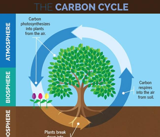 陆地植物的出现与进化可能解释地球大气如何变得富氧