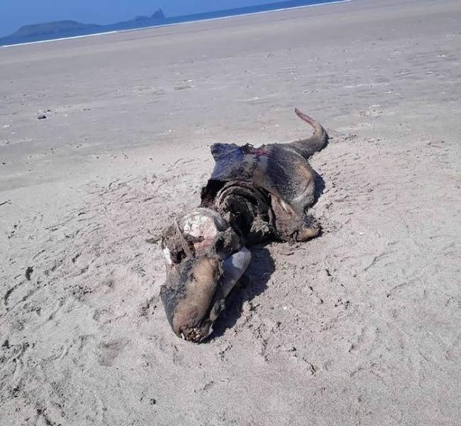 英国威尔斯海滩惊现已经腐烂的“外星生物”