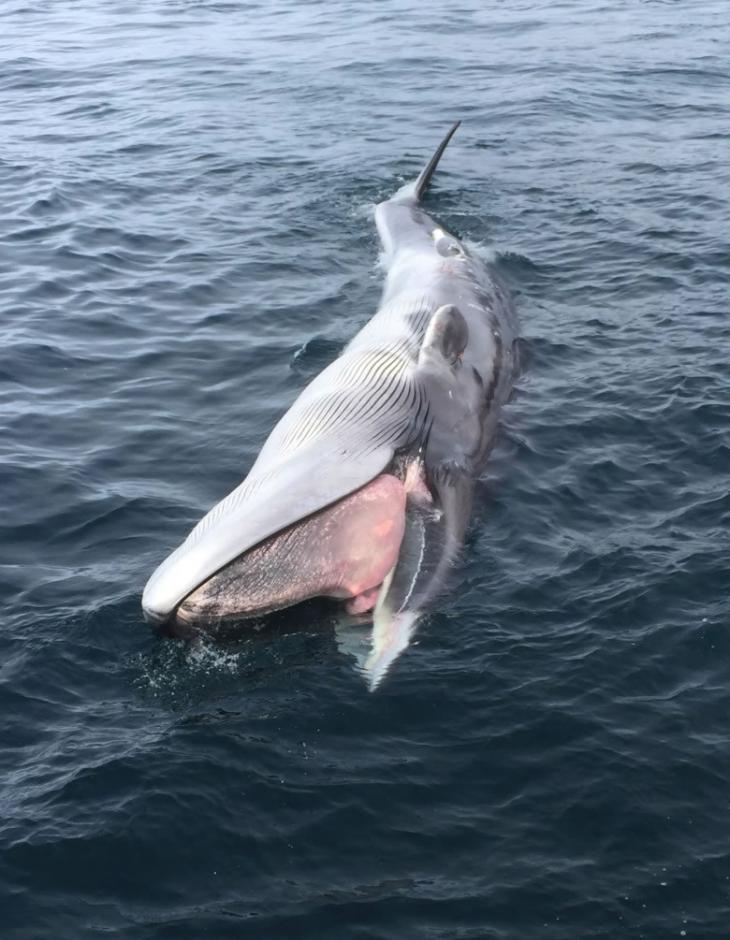 一条长须鲸浮尸阿拉斯加海湾