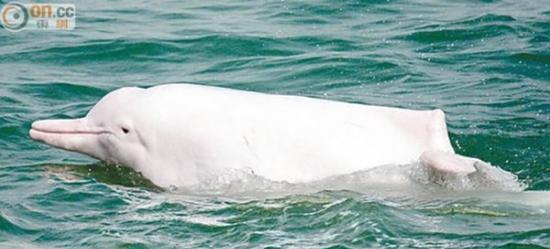 大屿山附近是白海豚出没区域。(资料图片)