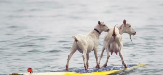 2012年7月，左边的Pismo和右边的Goatee两只山羊在加州圣克莱门特的San Onofre State Beach冲浪。 Photograph by R