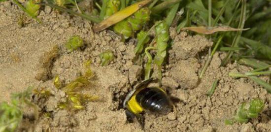 灭绝蜜蜂“安德娜瓦加蜂”重现英国