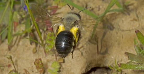 灭绝蜜蜂“安德娜瓦加蜂”重现英国