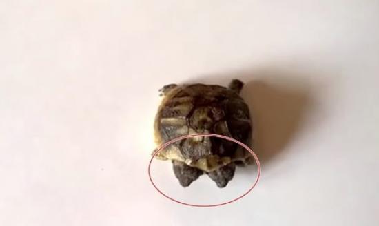 丹麦有一只“双头龟”出生